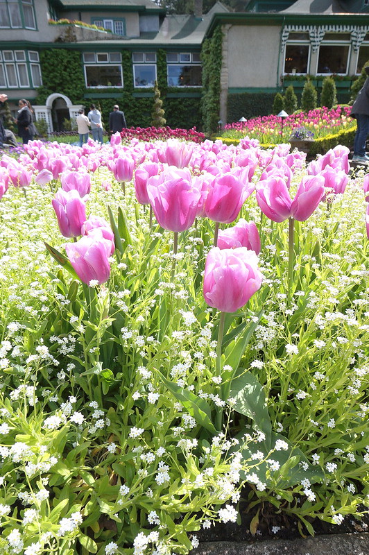 more pink tulips