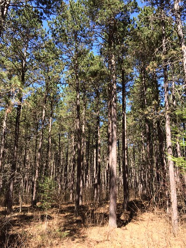 forestry spacing silviculture thinning cnf nasp cutfoot basalarea