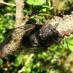la cigale, sans la fourmi. - Photo of Pommiers