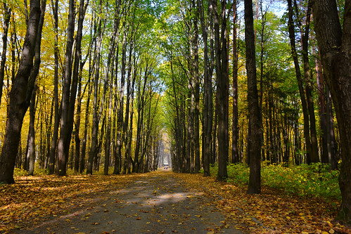 park autumn trees leaves path belarus minsk