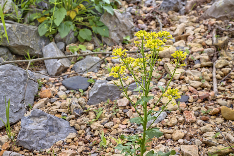 Yellow flower, Dekalb County, Tennessee