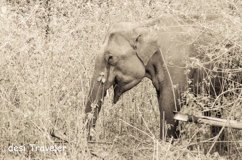 A young elephant cow with tusks