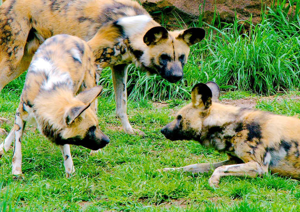African Wild Dog (Lycaon pictus)_5