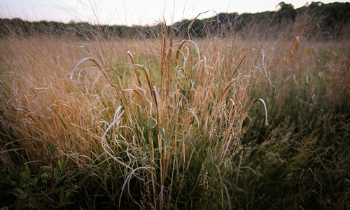 nature grass landscape us newjersey unitedstates wideangle upclose blades intimatelandscape southbrunswicktownship davidsonsmillpondpark