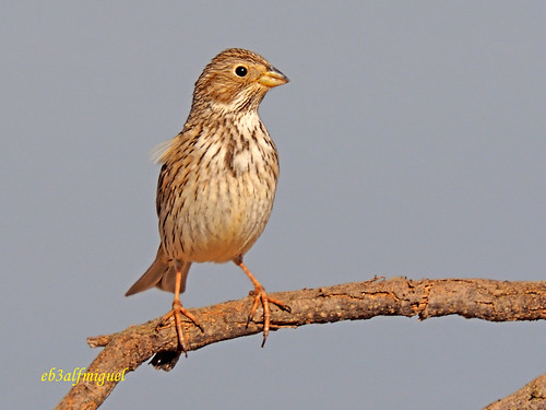 aves triguero pajáros granívoros