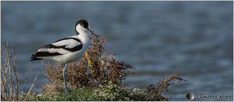 Avocette élégante (Recurvirostra avosetta)
