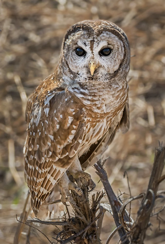 bird oklahoma nature wildlife owl ok barredowl