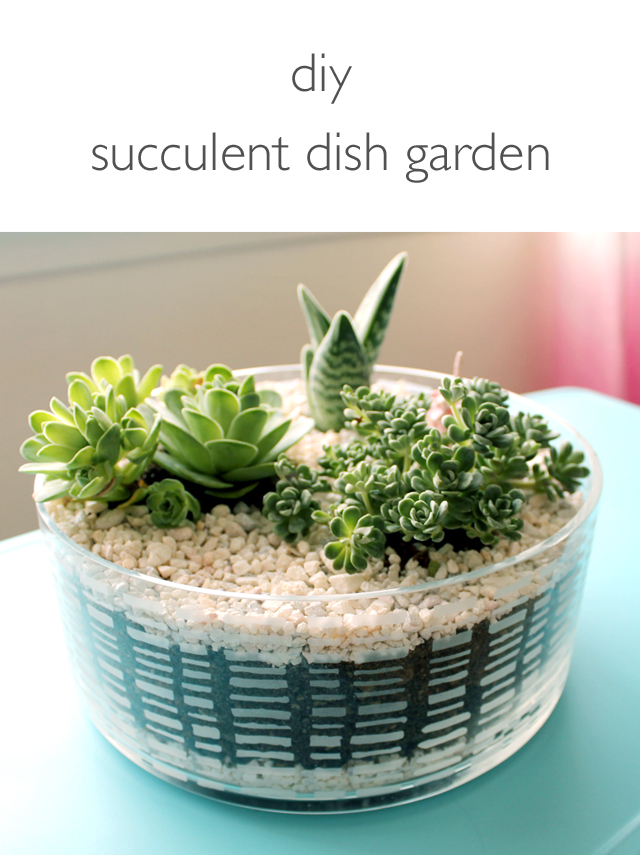 DIY Succulent Dish Garden | click through for the tutorial and tips for keeping succulents happy indoors