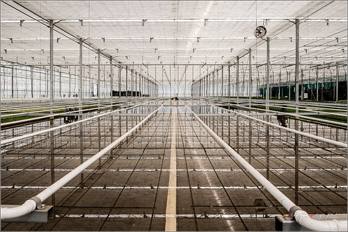Let's Go Crazy greenhouses
