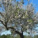 Ibiza - Almond blossom in Ibiza