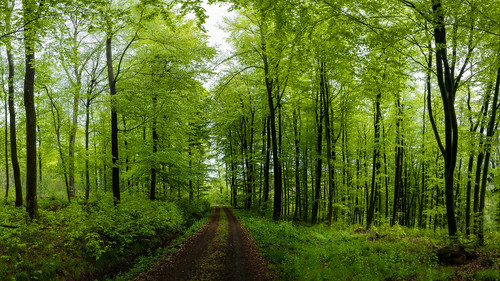 panorama brown plant color colour tree green forest germany de deutschland woods hessen pflanze trail grün braun wald bäume baum steinau steinauanderstrase