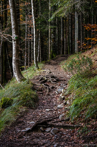 autumn trees españa forest way árboles camino path bosque otoño esp navarra irati selvadeirati ochagavia valledesalazar 2tumblr sal18250 2blogger fotohiking
