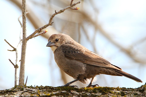 female brownheadedcowbird mckenziemarsh
