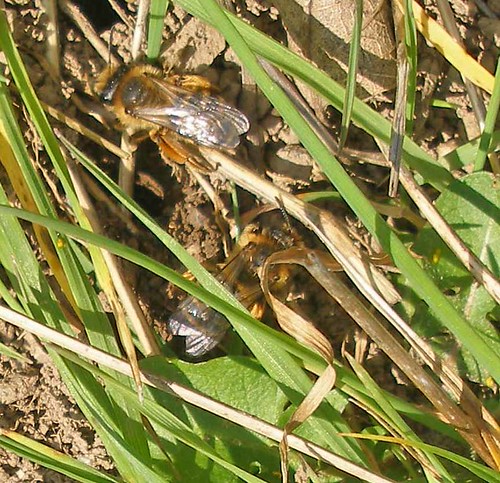 Solitary bee females April 6 2