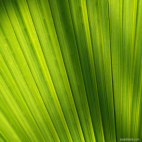wien light green texture lines contrast leaf österreich patterns struktur structure palm diagonal glowing grün elegant lightening blatt tones leading botanischergarten botanischer contraluce at durchlicht naturefineart