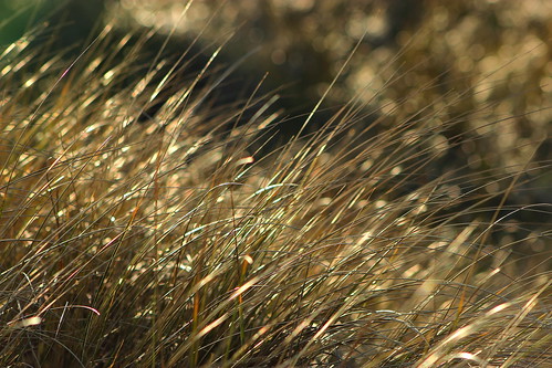 light sunset west nature grass corner coast spring kirby sand bokeh dune north estuary dee wirral hoylake