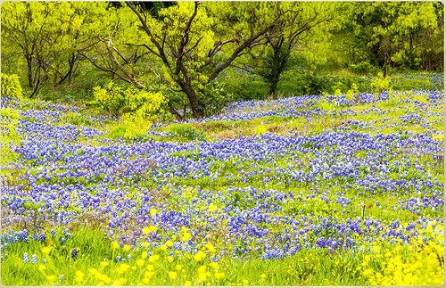 spring texas unitedstates tx wildflowers ennis bluebonnets bluebonnettrails