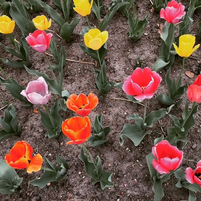 I have a lot of tulip shots #IGDC #spring #dc