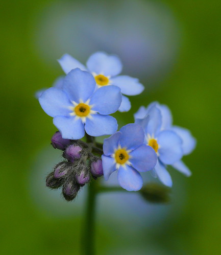 blue flower detail macro beautiful tiny unforgettable foregetmenots
