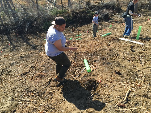 Virginia Service and Conservation Corps members help to plant American Chestnut saplings - American Chestnut planting at Smith Mountain Lake State Park, Virginia