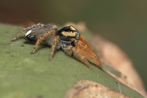 phidippusarizonensis arácnidos arañas spiders canoneos700d canoneosrebelt5i ef100mmf28macrousm