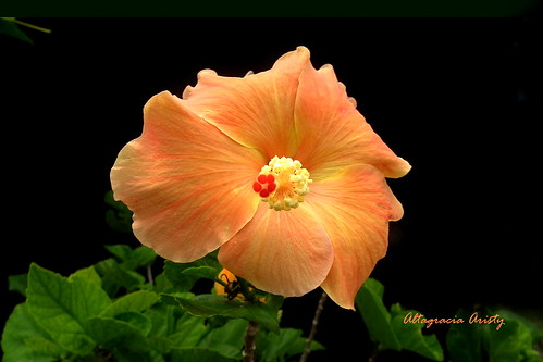 blackbackground américa dominicanrepublic hibiscus tropic caribbean antilles laromana cayena caribe repúblicadominicana hisbisco fondonegro caraïbe trópico antillas sfondonero quisqueya altagraciaaristy fujifilmfinepixhs10 fujihs10 fujifinepixhs10