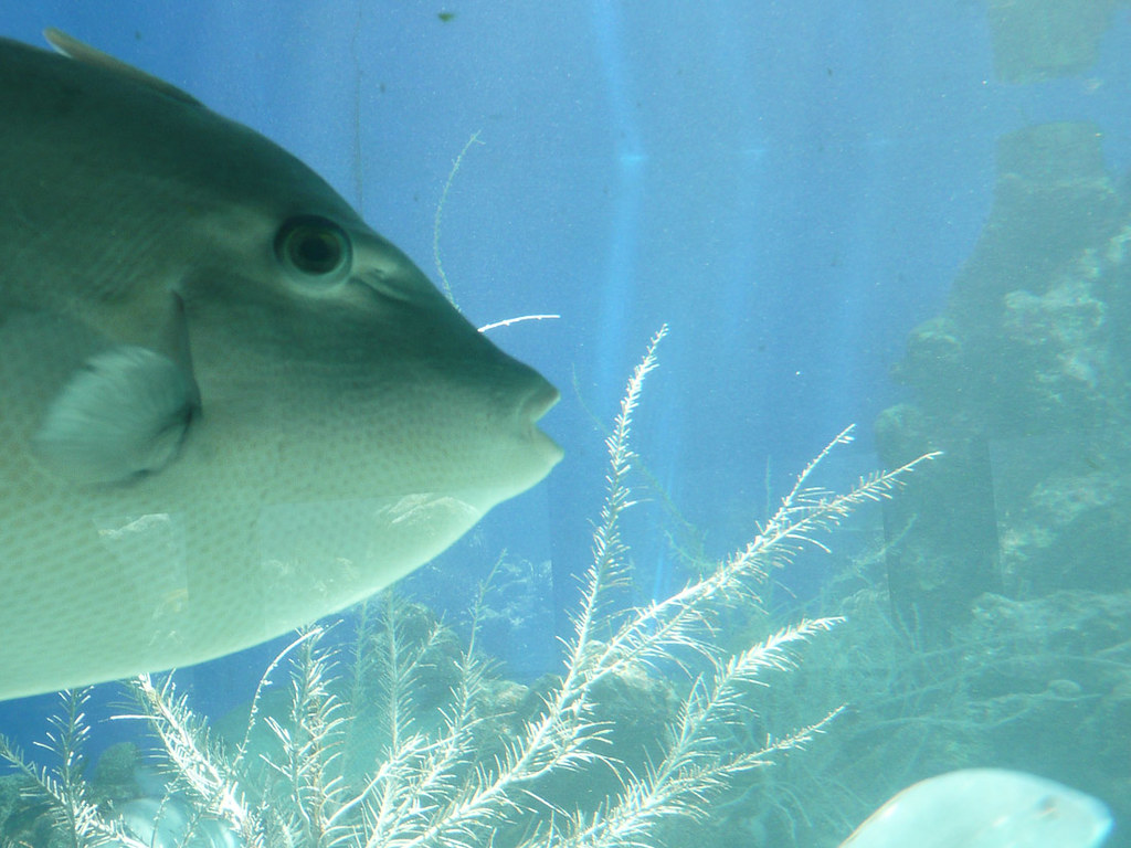 Fishes in aquarium at Coral World