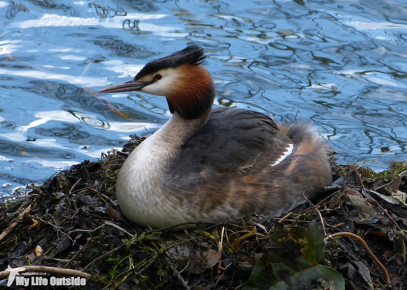 P1120169 - Great Crested Grebe, Cardiff