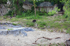 Le chat et le canard - Photo of Ganges
