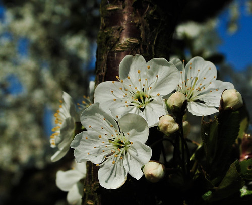 white macro primavera nature bayern deutschland spring natur blossoms kati makro frühling katharina blüten 2016 weis adlkofen obstblüte baumtree nikon1v1