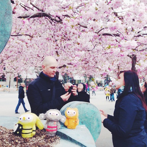 cherry blossom stockholm, april 19, 2015