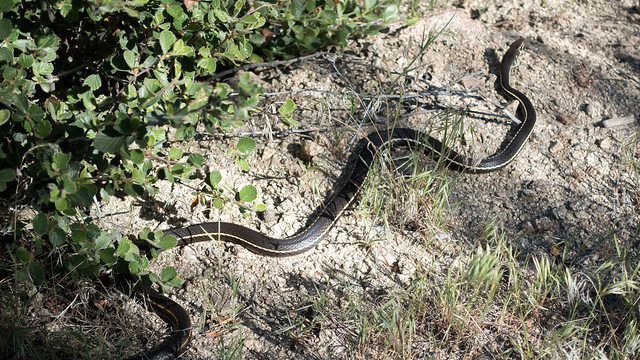 Garter snake, exiting fast, m334