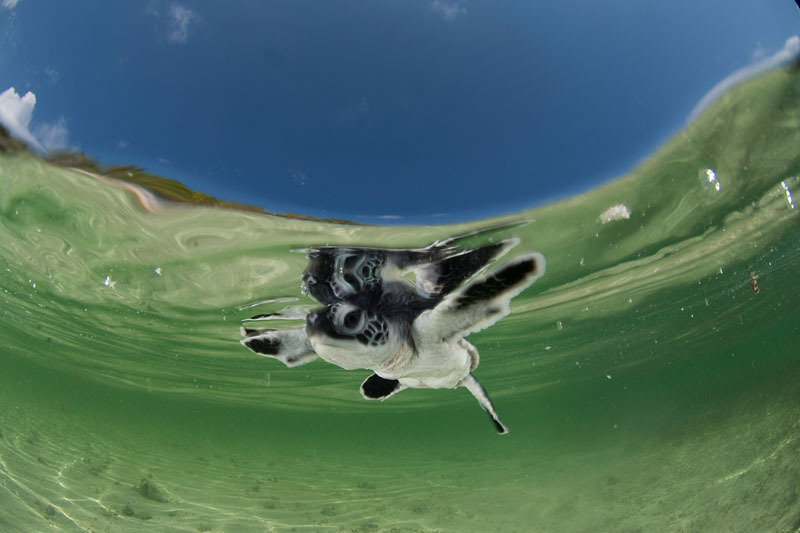 小海龜。（來源：Jurgen Freund / WWF）