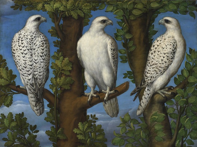 Lombard Master (1540-1560) - Portrait of a gyrfalcon, viewed from three sides