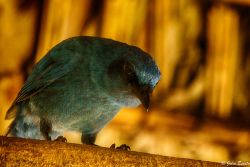 naturaleza bird nature guatemala ave bluebird monticolasolitarius pájaroazul