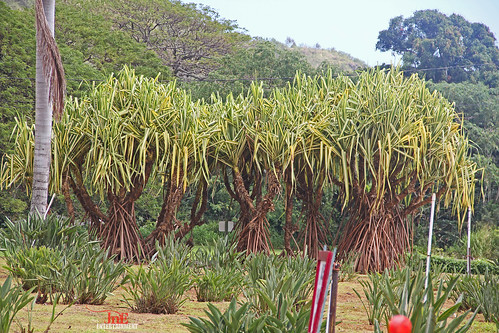 trip travel vacation plants nature hawaii landscapes adventure