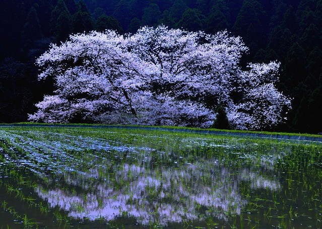 Waterside Sakura