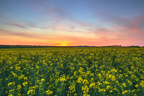 travel sunset france field europe 95 iledefrance hdr champ auvers rapeseed colza valdoise