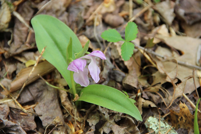 The rarely seen showy orchids? at Fairy Stone State Park Virginia