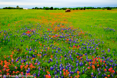 flower texas bluebonnet wildflower haybale indianpaintbrush texaswildflowers washingtoncounty fujixpro1