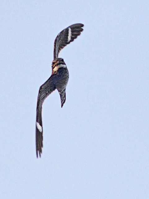 Common Nighthawk swooping 20160517