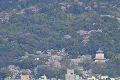 japan cherry temple 桜 寺院 和歌山 紀三井寺 和歌の浦