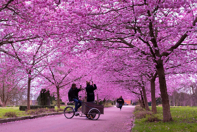 Bispebjerg Kirkegard - Cherry Blossoms