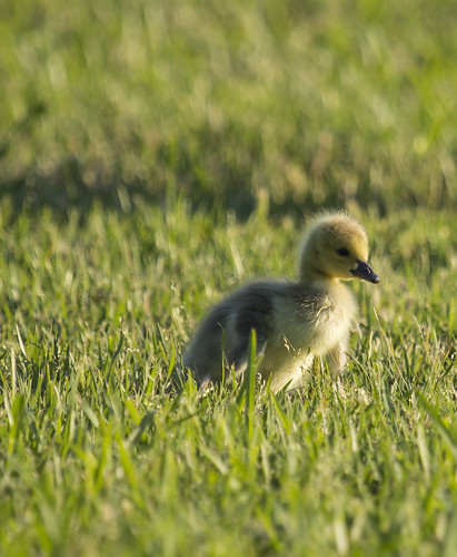 baby green grass animal beak feathers goose gosling