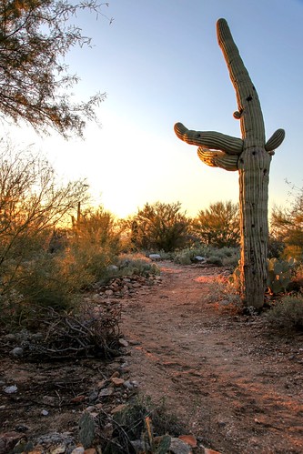 sunset 2 arizona cactus cacti sunrise canon eos glow mark trail ii 5d saguaro mk sahuaro westwardlook