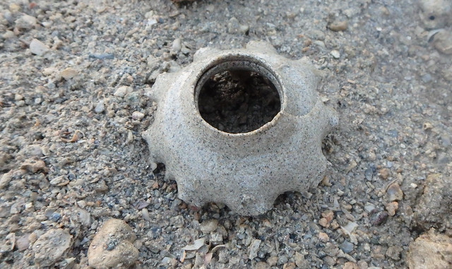 Sand collar: eggs of a moon snail (Family Naticidae)