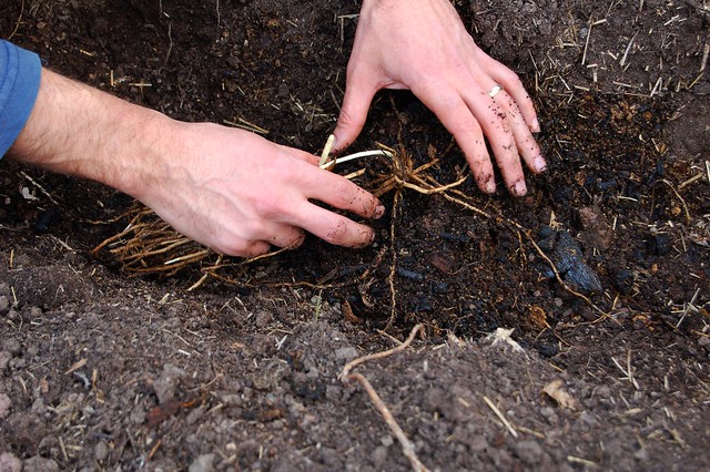 Laying the asparagus crowns over the mounds of compost by Eve Fox, the Garden of Eating, copyright 2015