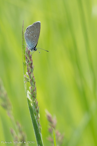 macro papillon insecte lebelargus
