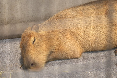 あらかわ遊園のカピバラ一家 capybaras at arakawa yuen
