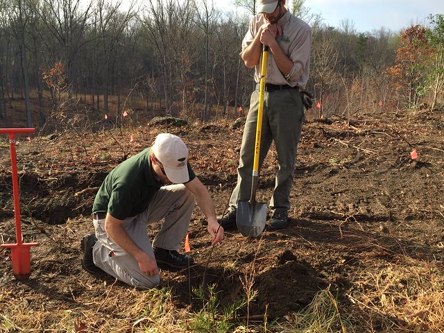 American Chestnut planting at Smith Mountain Lake State Park, Virginia